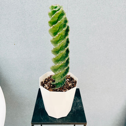 現品］【希少】36A アガベ アテナータ 斑入り カラズストライプ