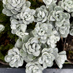 多肉植物 オウンスロー③ 抜き苗　韓国苗　エケベリア オウンスロー 群生 エケベリア 韓国苗 多肉植物 多肉植物