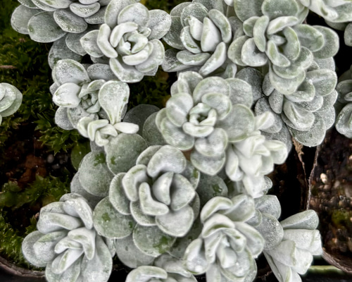 多肉植物  白雪ミセバヤ_(^O^) 白雪ミセバヤ セダム 多肉植物 多肉植物 プクニク 通販 19905423
