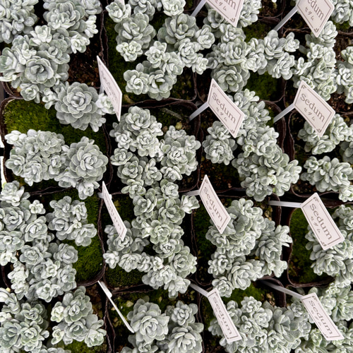 白雪ミセバヤ セダム 多肉植物 多肉植物 プクニク 通販 19905423