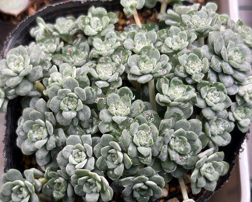 多肉植物  白雪ミセバヤ_(^O^) 白雪ミセバヤ セダム 多肉植物 多肉植物 プクニク 通販 19905423