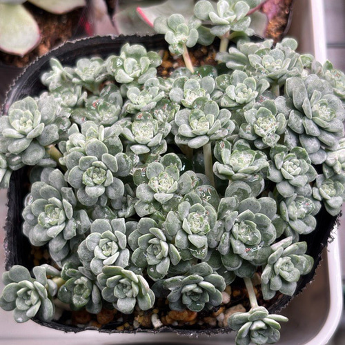 白雪ミセバヤ セダム 多肉植物 多肉植物 プクニク 通販 19905423