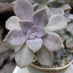 多肉カット苗 のおすすめ人気通販 検索結果｜Creema(クリーマ