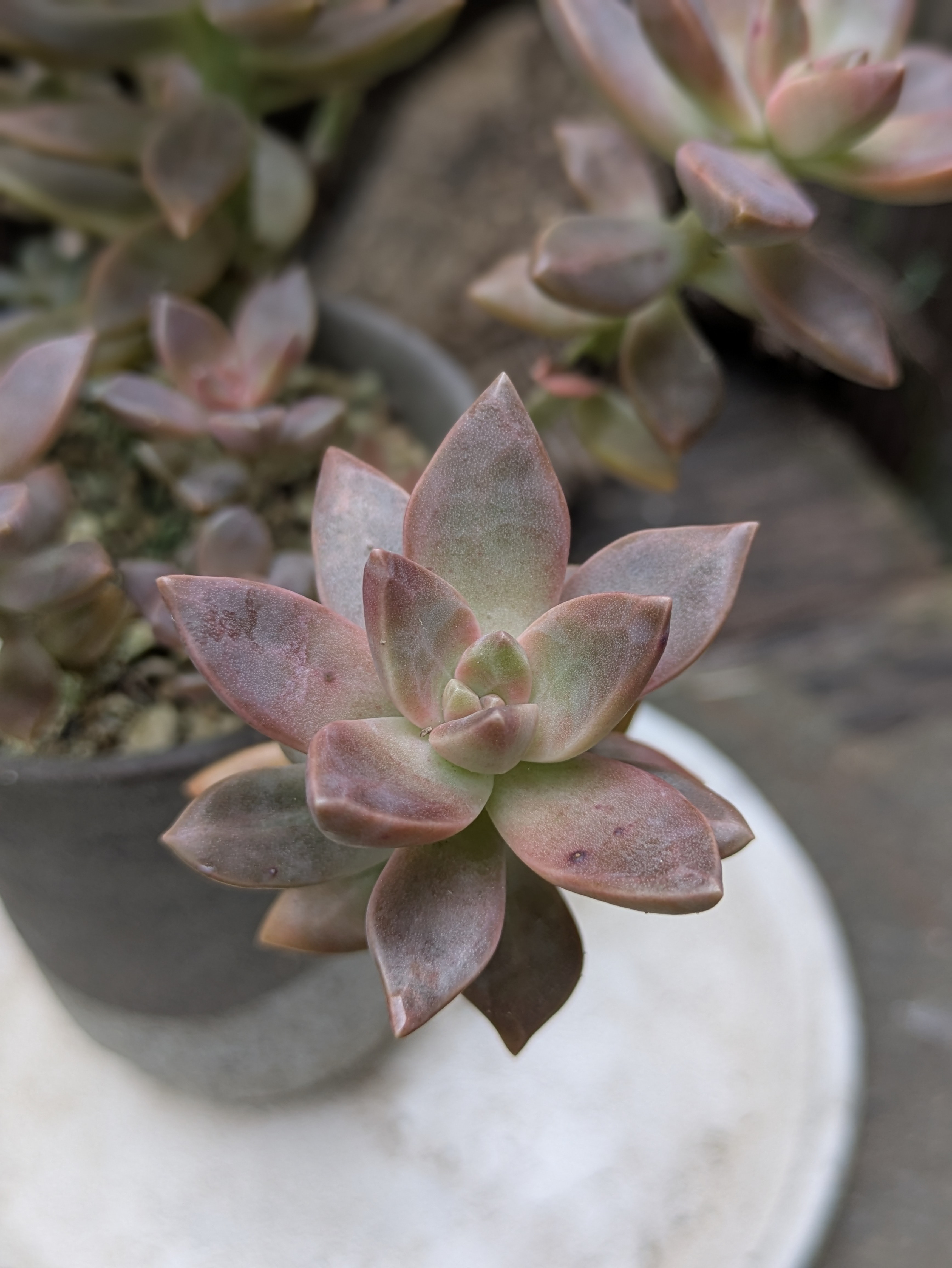 多肉植物 カリフォルニアサンセット 1つ カット苗 多肉植物