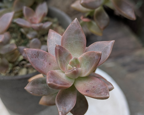 多肉植物カット苗　c 多肉植物 カリフォルニアサンセット 1つ カット苗 多肉植物