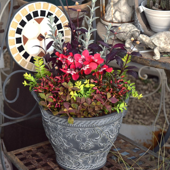 k_s　寄せ植え各種 大人の秋色】お洒落「ジックス」寄せ植え！※寄せ植え完成品 花苗 苗 花