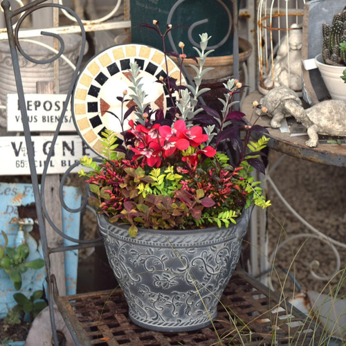 大人の秋色】お洒落「ジックス」寄せ植え！※寄せ植え完成品 花苗 苗 花