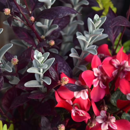 大人の秋色】お洒落「ジックス」寄せ植え！※寄せ植え完成品 花苗 苗 花