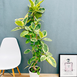 現品］79番 八丈島産 モンステラ デリシオーサ 幹上がり 7号