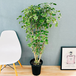 ［現品］20-7 モンステラ　デリシオーサ　幹上がり　7号　八丈島産　観葉　室内 現品］20-7 モンステラ デリシオーサ 幹上がり 7号 八丈島産