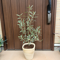 バンクシア グランディス 鉢植え 苗木 ワイルドフラワー