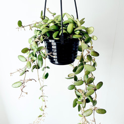 【一点限定】ドラセナ ヴィクトリア Lサイズ 透き通るような美しさ 観葉植物 一点限定】ドラセナ ヴィクトリア Lサイズ 透き通るような美しさ