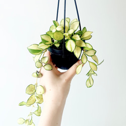 【一点限定】ドラセナ ヴィクトリア Lサイズ 透き通るような美しさ 観葉植物 一点限定】ドラセナ ヴィクトリア Lサイズ 透き通るような美しさ