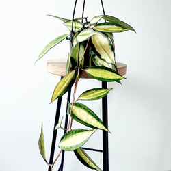 一点限定】ドラセナ ヴィクトリア Lサイズ 透き通るような美しさ