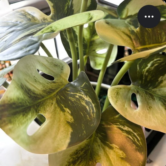 光触媒　人工観葉植物　ウォールグリーン　フェイクグリーン　たまご花器モンステラ 4枚目の画像