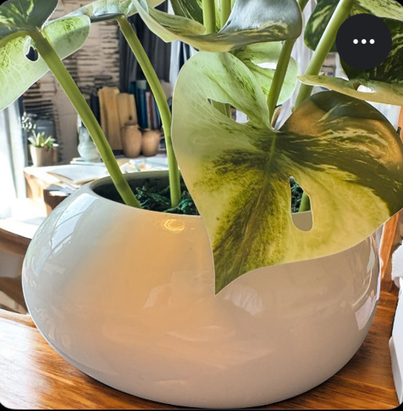 光触媒　人工観葉植物　ウォールグリーン　フェイクグリーン　たまご花器モンステラ 6枚目の画像