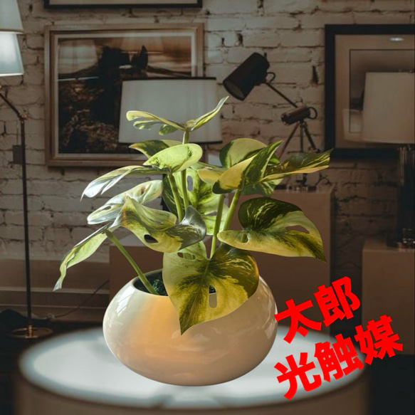 光触媒　人工観葉植物　ウォールグリーン　フェイクグリーン　たまご花器モンステラ 1枚目の画像