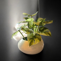 光触媒　人工観葉植物　ウォールグリーン　フェイクグリーン　たまご花器モンステラ 3枚目の画像