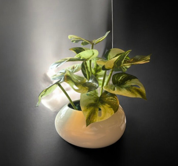 光触媒　人工観葉植物　ウォールグリーン　フェイクグリーン　たまご花器モンステラ 3枚目の画像