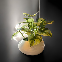 光触媒　人工観葉植物　ウォールグリーン　フェイクグリーン　たまご花器モンステラ 2枚目の画像
