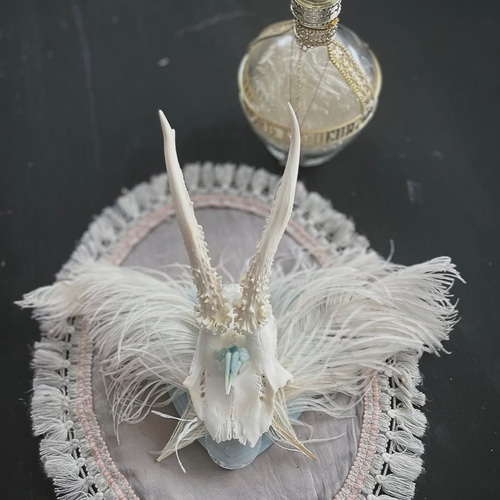 鹿角　天然トロフィー hunting trophy 