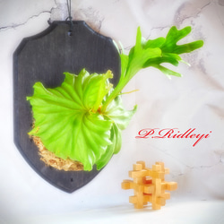 送料無料❣️ビカクシダ⭕️リドレイ⭕️バージンコルク