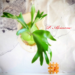 ⭕️リドレイ⭕️バージンコルク付⭕️大きめ❣️NZ産最高級水苔使用　コウモリラン 送料無料❣️ビカクシダ⭕️リドレイ⭕️バージンコルク