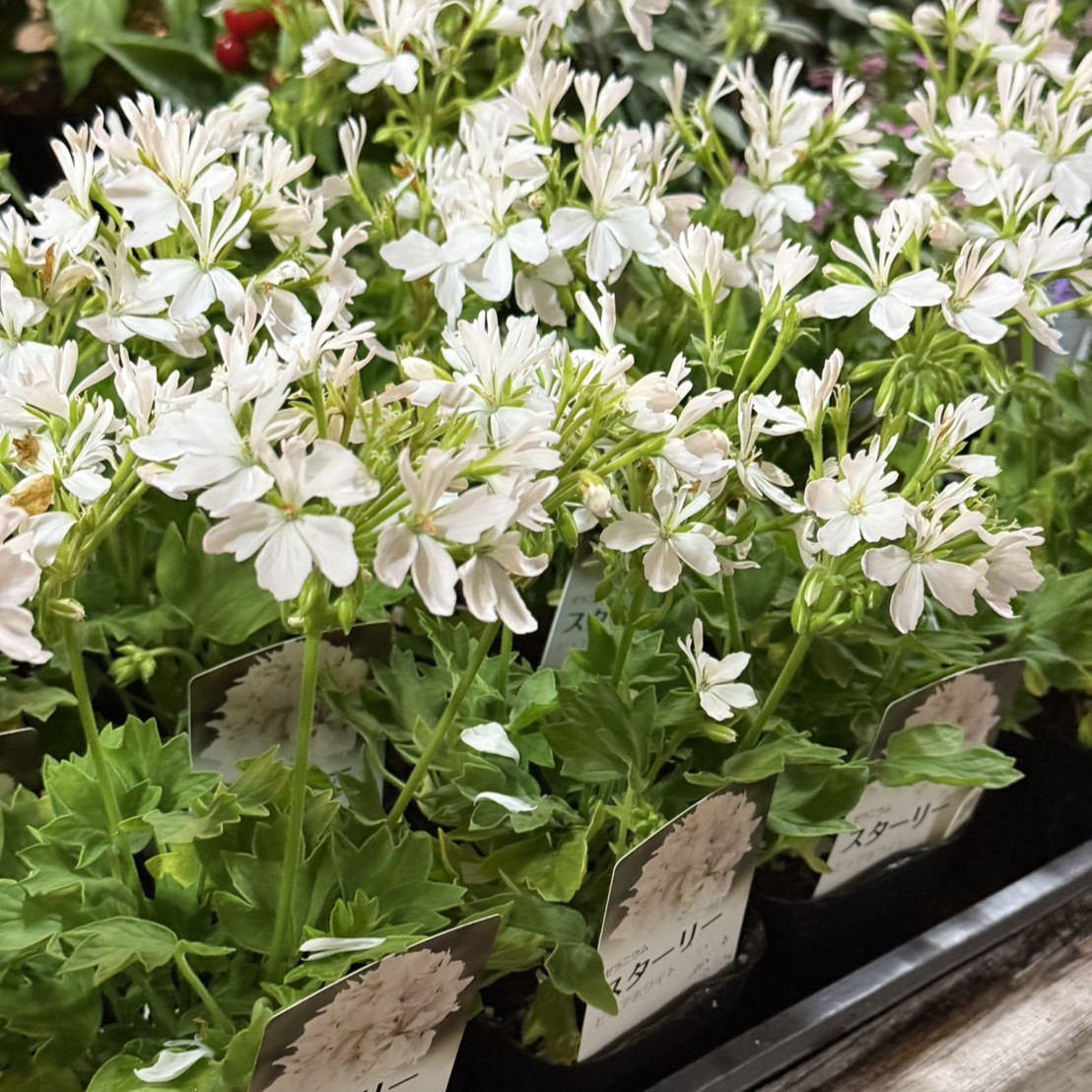 ゼラニウム 「スターリー ピュアホワイト」 花苗 花 苗 ガーデニング