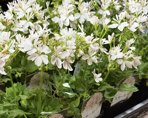 花苗 7/8D ゼラニウム 苗 濃いオレンジ 花付き 八重咲 花苗 大きめ苗