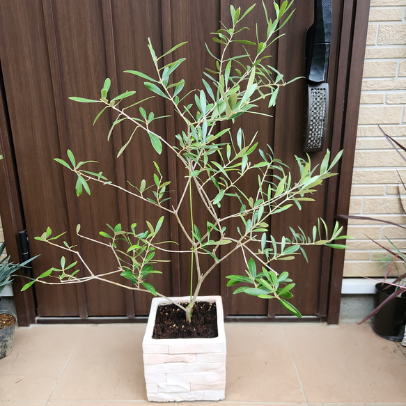 オリーブ　ネバディロブランコ　レンガ風石膏鉢植え　苗　ウェルカムツリー オリーブの木 ネバディロブランコ レンガ風石膏鉢植え 苗 シンボル