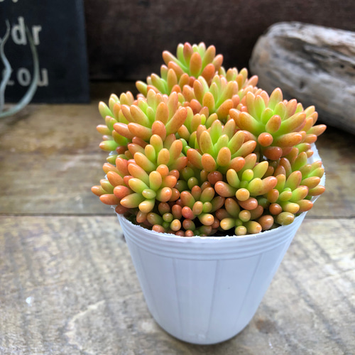 2個セット♡モリモリ♡レッドベリー♡虹の玉♡多肉植物♡セダム