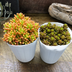 ⭐️無農薬⭐️南国の雰囲気 ソテツ