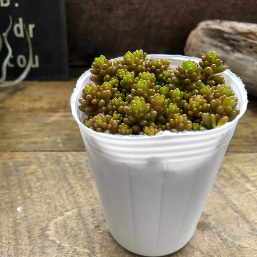 2個セット♡モリモリ♡レッドベリー♡虹の玉♡多肉植物♡セダム