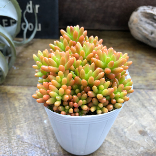 多肉植物^o^  モリモリ❣️レッドベリー 2個セット♡モリモリ♡レッドベリー♡虹の玉♡多肉植物♡セダム