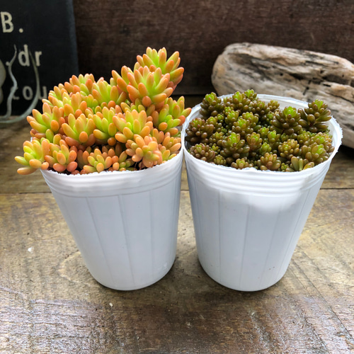 2個セット♡モリモリ♡レッドベリー♡虹の玉♡多肉植物♡セダム