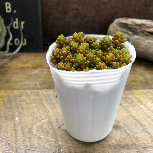 2個セット♡モリモリ♡レッドベリー♡虹の玉♡多肉植物♡セダム