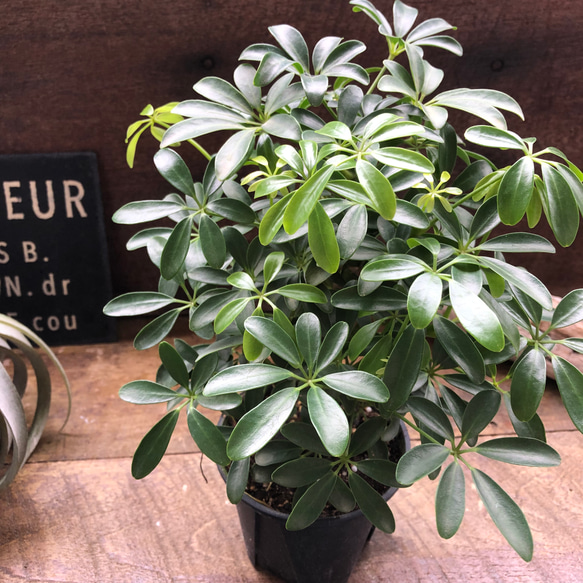 コンパクタ♡シェフレラ♡レア品種♡観葉植物♡シェフレラ アート