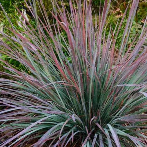 直立性☆ スギサキリウム スタンディングオベーション アートフラワー