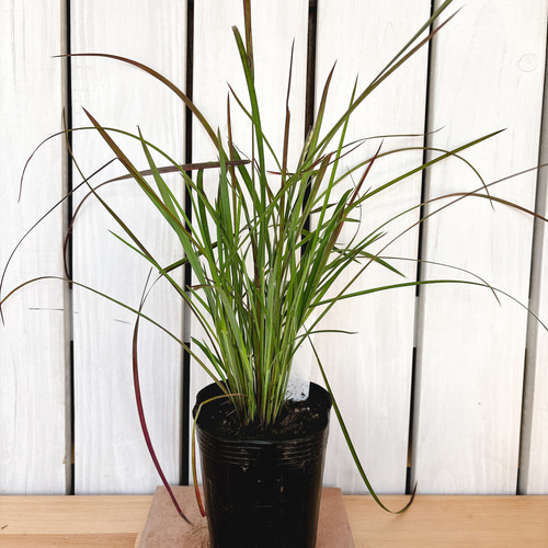 直立性☆ スギサキリウム スタンディングオベーション アートフラワー