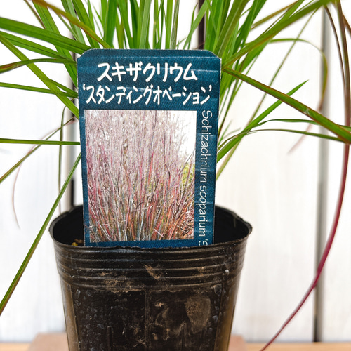直立性☆ スギサキリウム スタンディングオベーション アート