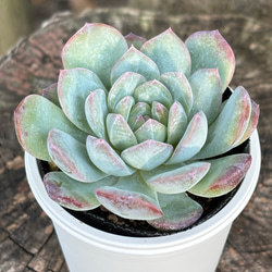 多肉植物♡ダーリーサンシャイン～ちび苗達～♡ポットごと発送のお値段^^③ 2025年最新】ダーリーサンシャインの人気アイテム - メルカリ