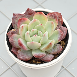 プロリフィカ プロリフェラ 多肉植物 その他素材 kanomarihome 通販