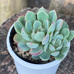 ダーリーサンシャイン 多肉植物 多肉植物 kanomarihome 通販