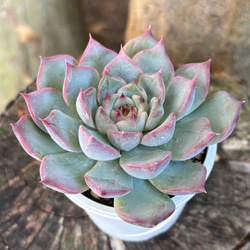 ラウリンゼ×沙羅姫牡丹 多肉植物 多肉植物 kanomarihome 通販 17271409