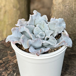 ブラックチップ 多肉植物 多肉植物 kanomarihome 通販 13953596