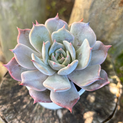 プルビナータ フロスティ 綴化 多肉植物 多肉植物 kanomarihome