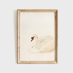 白鳥 アートポスター アンティーク 水彩画 インテリア 動物画 鳥 ナチュラル ベージュ クリーム色 北欧 エレガント　 1枚目の画像