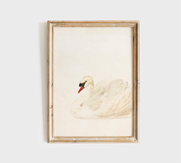 白鳥 アートポスター アンティーク 水彩画 インテリア 動物画 鳥 ナチュラル ベージュ クリーム色 北欧 エレガント　 1枚目の画像