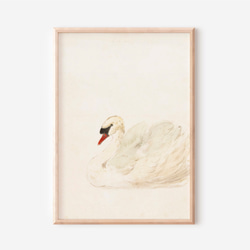 白鳥 アートポスター アンティーク 水彩画 インテリア 動物画 鳥 ナチュラル ベージュ クリーム色 北欧 エレガント　 11枚目の画像