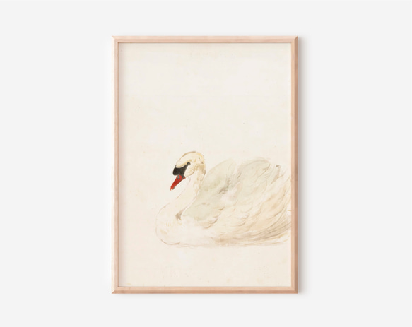 白鳥 アートポスター アンティーク 水彩画 インテリア 動物画 鳥 ナチュラル ベージュ クリーム色 北欧 エレガント　 11枚目の画像